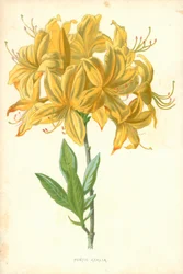 Pontic Azalea