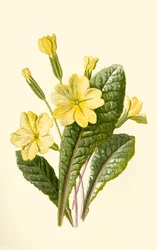 Primrose