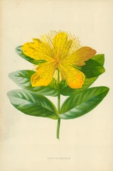Rose of Sharon