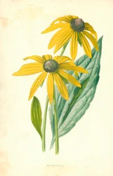Rudbeckia