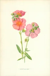 Ruddy Rock Rose