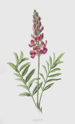 Sainfoin