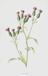 Saw Wort