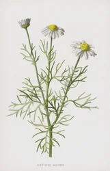 Scentless Mayweed