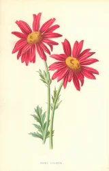 Showy Feverfew