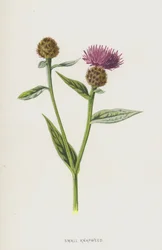 Small Knapweed