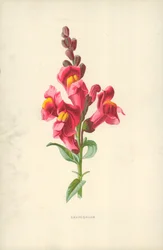 Snapdragon