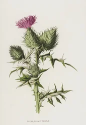 Spear-Plume Thistle