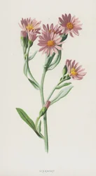Starwort