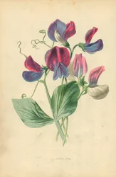 Sweet Pea