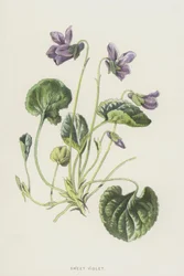 Sweet Violet