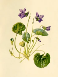 Sweet Violet