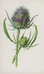 Teasel