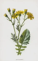 Water Ragwort