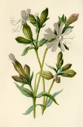 White Campion