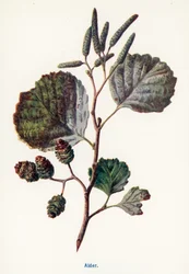 Wild Fruits of the Countryside: Alder