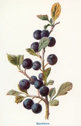 Wild Fruits of the Country-side: Blackthorn