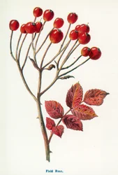 Wild Fruits of the Country-side: Field Rose