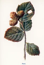 Wild Fruits of the Country-side: Hazel