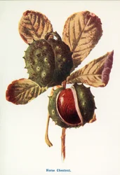 Wild Fruits of the Country-side: Horse Chestnut