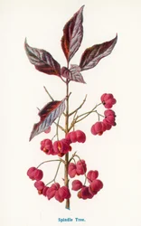 Wild Fruits of the Country-side: Spindle Tree