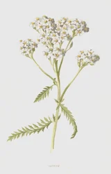 Yarrow