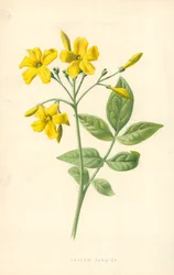 Yellow Jasmine