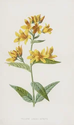 Yellow Loose-Strife