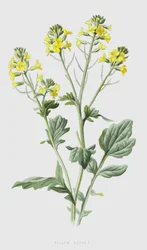 Yellow Rocket