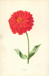 Zinnia