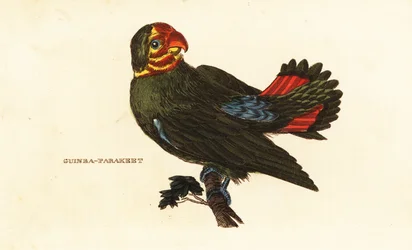 Red-headed Lovebird