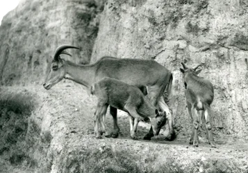 A Barbary Sheep Standing with Her Two Young on the Mappin Terraces, London Zoo, August 1927