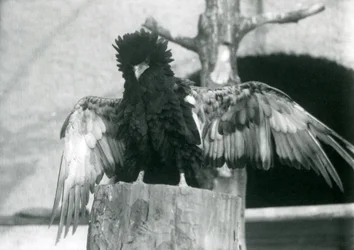 A Bateleur Eagle Stands on a Tree Stump and Spreads Its Wings, London Zoo, 1925
