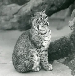 A Bay Lynx or Bobcat sitting up at London Zoo