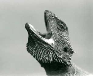 A Bearded Dragon looking upwards and gaping, London Zoo, August 1928