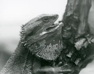 A Bearded Lizard with its mouth open, holding on to a branch, London Zoo