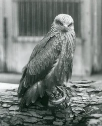 A Black Kite resting on a log, London Zoo, August 1926