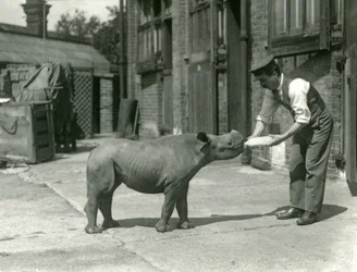 A Black Rhinoceros calf being bottle fed by its keeper, London Zoo, September 1928