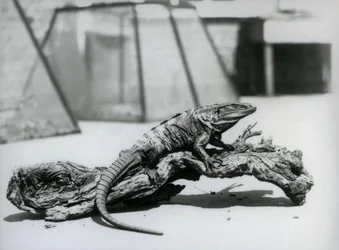 A Black Spiny-tailed Iguana resting on a log at London Zoo in August 1928