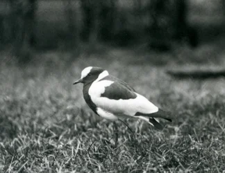 A Blacksmith Lapwing standing on grass at London Zoo, August 1927