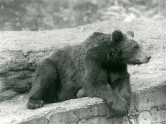 A Brown Bear resting on a ledge at London Zoo
