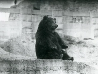 A Brown Bear Sitting Up in Its Enclosure at the Foot of the Mappin Terraces at London Zoo