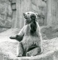A Brown Bear Sitting Up on a Rocky Ledge, Waving One of Its Front Paws, London Zoo, September 1927