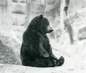 A Brown Bear Sitting Up on the Rocks of the Mappin Terraces, London Zoo