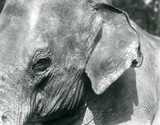 A Burmese Elephant, London Zoo, September 1926