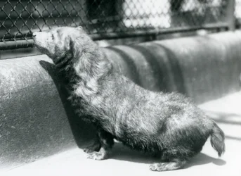 A Bush Dog at London Zoo, June 1925