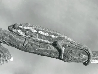 A Cape Dwarf Chameleon Holding on to a Branch, London Zoo (1927)