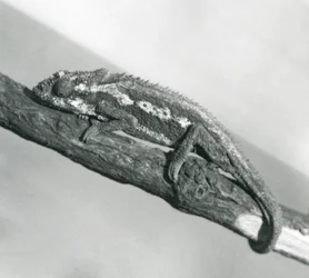 A Cape Dwarf Chameleon Holding on to a Branch, London Zoo (1927)