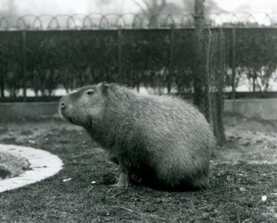 A Capybara Sitting in Its Enclosure at London Zoo (August 1927)