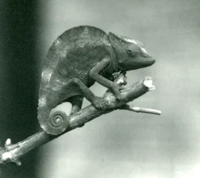 A Chameleon Holding on to the End of a Branch, London Zoo (1927)
